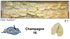 Anthurium Champagne 11cm Hd