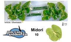 Anthurium Midori 15cm Hd