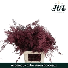 Asparagus Setaceus Painted Bordeaux 65cm