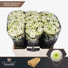 Chrysanth Santini Maverick White 55cm 60gr.