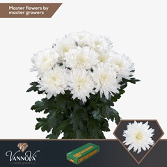 Chrysanth Single Undercover 70cm 85gr.
