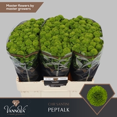 Chrysanth Santini Peptalk 55cm 52gr.