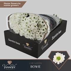 Chrysanth Santini Bowie 55cm 50gr.