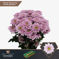 Chrysanth Spray Commander Pink 70cm 90gr.