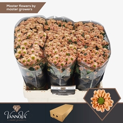 Chrysanth Santini Rossi Salmon 55cm 44gr.