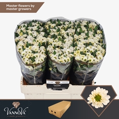 Chrysanth Santini Rossi White 55cm 48gr.