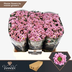 Chrysanth Santini Rossi Pink 55cm 44gr.