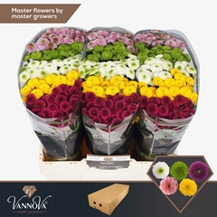 Chrysanth Santini Pompon Mix Per Bunch 55cm 44gr.
