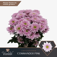 Chrysanth Spray Commander Pink 70cm 85gr.