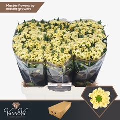 Chrysanth Santini Rossi Cream 55cm 46gr.