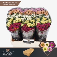 Chrysanth Santini Rossi Mixed 55cm 44gr.
