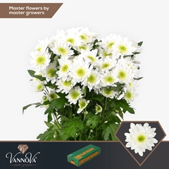 Chrysanth Spray Radost 70cm 85gr.