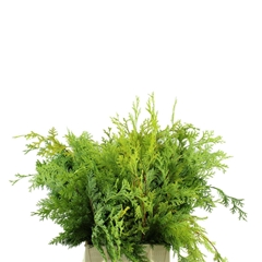 Chamaecyparis Obtusa Crippsii Per Bunch 40cm