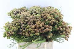 Berzelia Galpinii 40cm