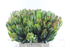 Leucadendron Laurel Yellow 40cm