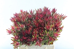 Leucadendron Salignum Blush 40cm Spray