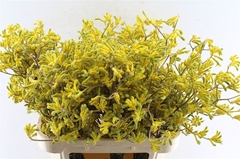 Anigozanthos Flavidus Bush Down 80cm