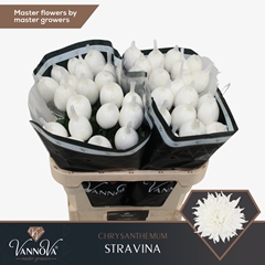 Chrysanth Single Stravina 70cm 110gr.