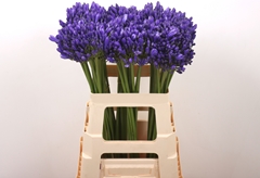 Agapanthus Eyfori Blue 60cm