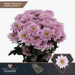 Chrysanth Spray Commander Pink 70cm 90gr.