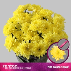 Chrysanth Spray Pina Colada Yellow 70cm 125gr.
