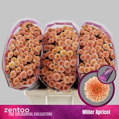 Chrysanth Santini Miller Apricot 55cm 44gr.