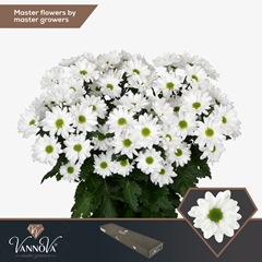 Chrysanth Spray Chic 70cm 100gr.