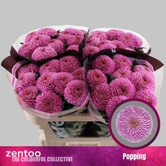 Chrysanth Single Popping 70cm 80gr.