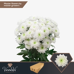 Chrysanth Spray Altaj 70cm 105gr.
