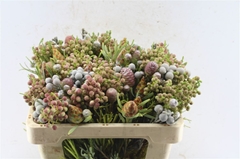 Brunia Cape Mix Bunch 50cm