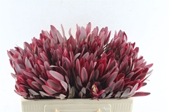 Leucadendron Jester 50cm
