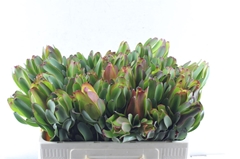 Leucadendron Laurel Yellow 50cm