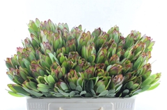 Leucadendron Safari Goldstrike 50cm