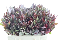 Leucadendron Safari Sunset 50cm