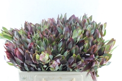 Leucadendron Senorita 50cm