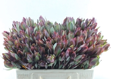Leucadendron Senorita 50cm Spray