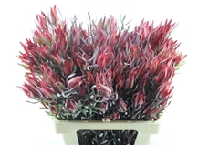 Leucadendron Salignum Blush 60cm Spray