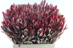 Leucadendron Jester 60cm