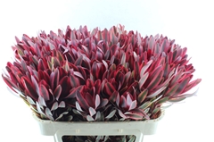 Leucadendron Jester 70cm