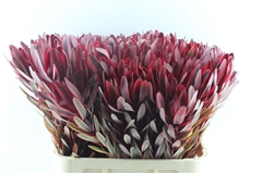 Leucadendron Jester 80cm