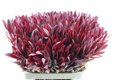 Leucadendron Jester 80cm