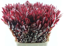 Leucadendron Jester 90cm
