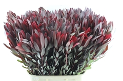 Leucadendron Safari Sunset 90cm