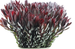Leucadendron Safari Sunset 100cm
