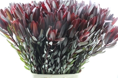 Leucadendron Safari Sunset 100cm