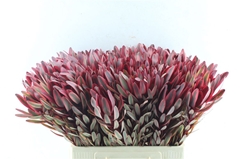 Leucadendron Jester 60cm