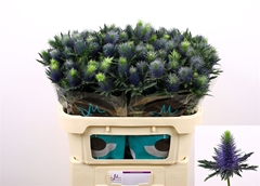Eryngium Supernova Questar 70cm