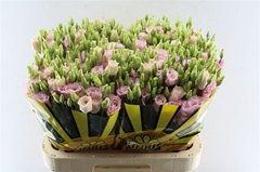 Eustoma Double Lisanne Light Pink 70cm