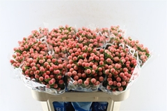 Hypericum Coco Tiamo 70cm