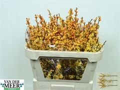 Ilex Magical Cresgold 70cm